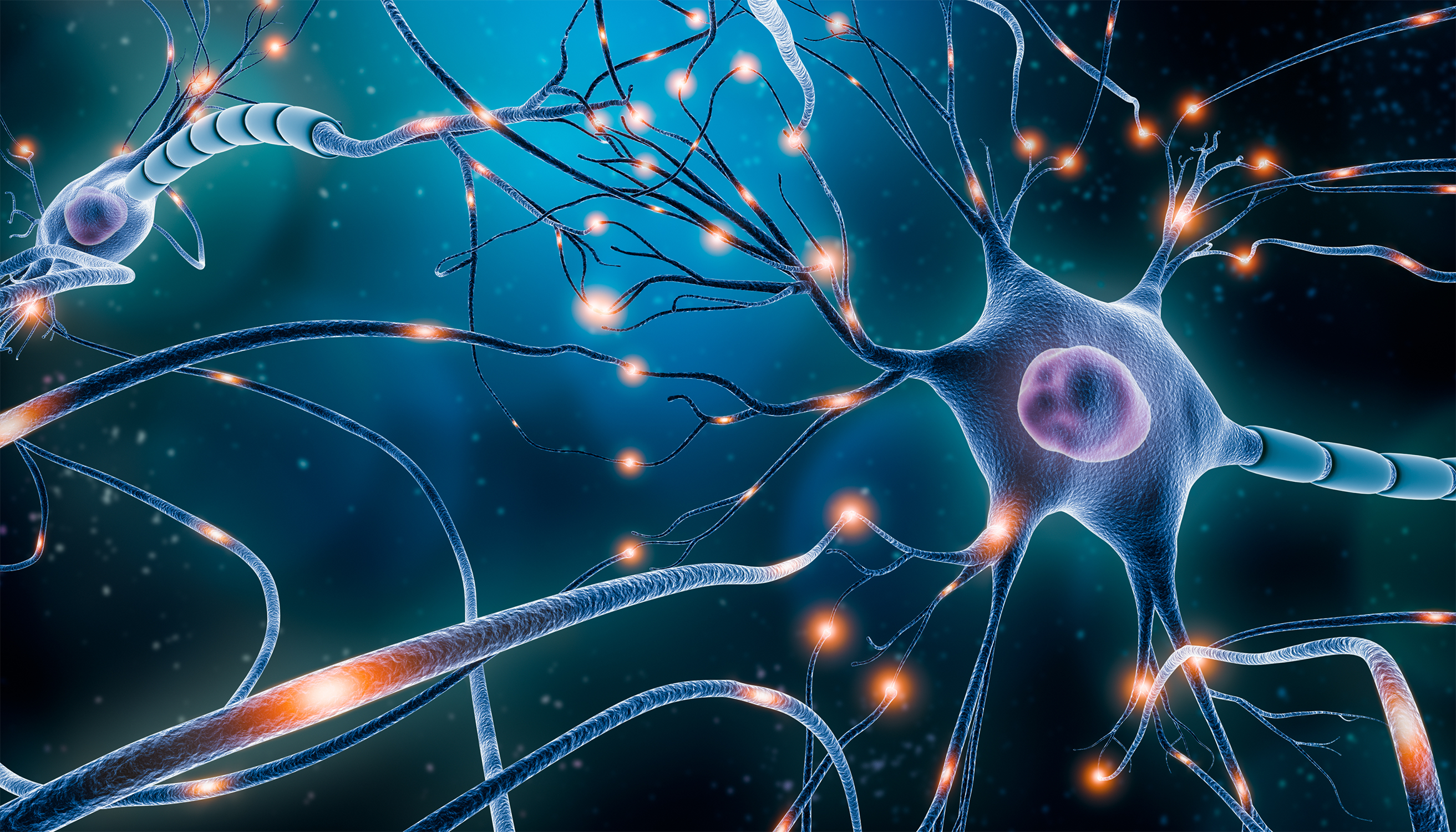 Neuriit Optimization of a Rat DRG Neurite Outgrowth Assay for Peripheral ...